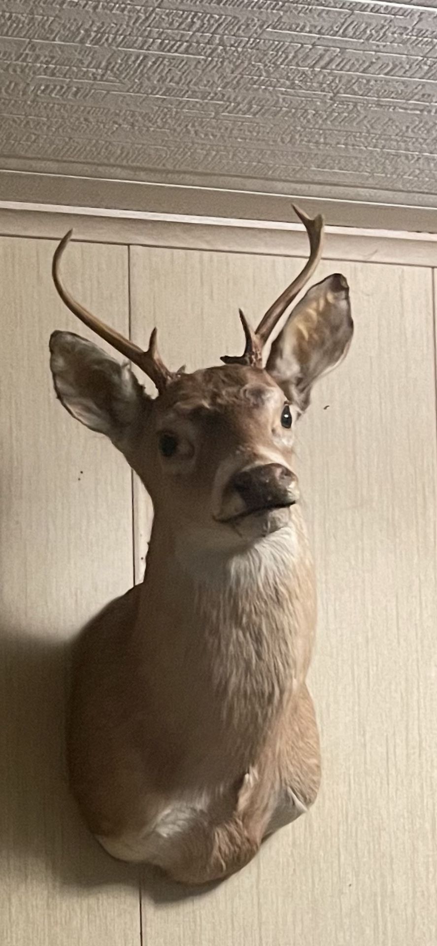 Deer Taxidermia Shoulder Mount
