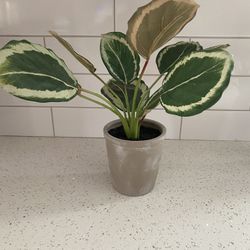 Like New Fake Plant 