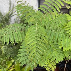 Dwarf Poinciana - Already 5’ Tall