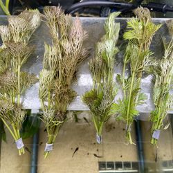 Cabomba EASY Aquarium Plant 