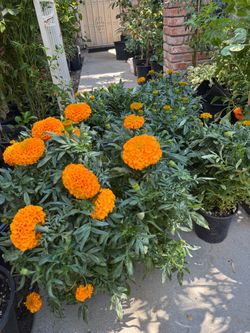 Cempasúchil / Marigold 1Gal