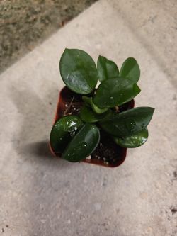 Hoya Mathilde