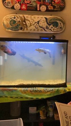 40 gallon fish tank for sale