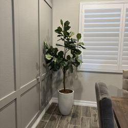 Decorative Ficus tree 6ft 6 In Tall