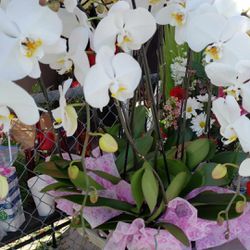 Orchids For Mothers Day 