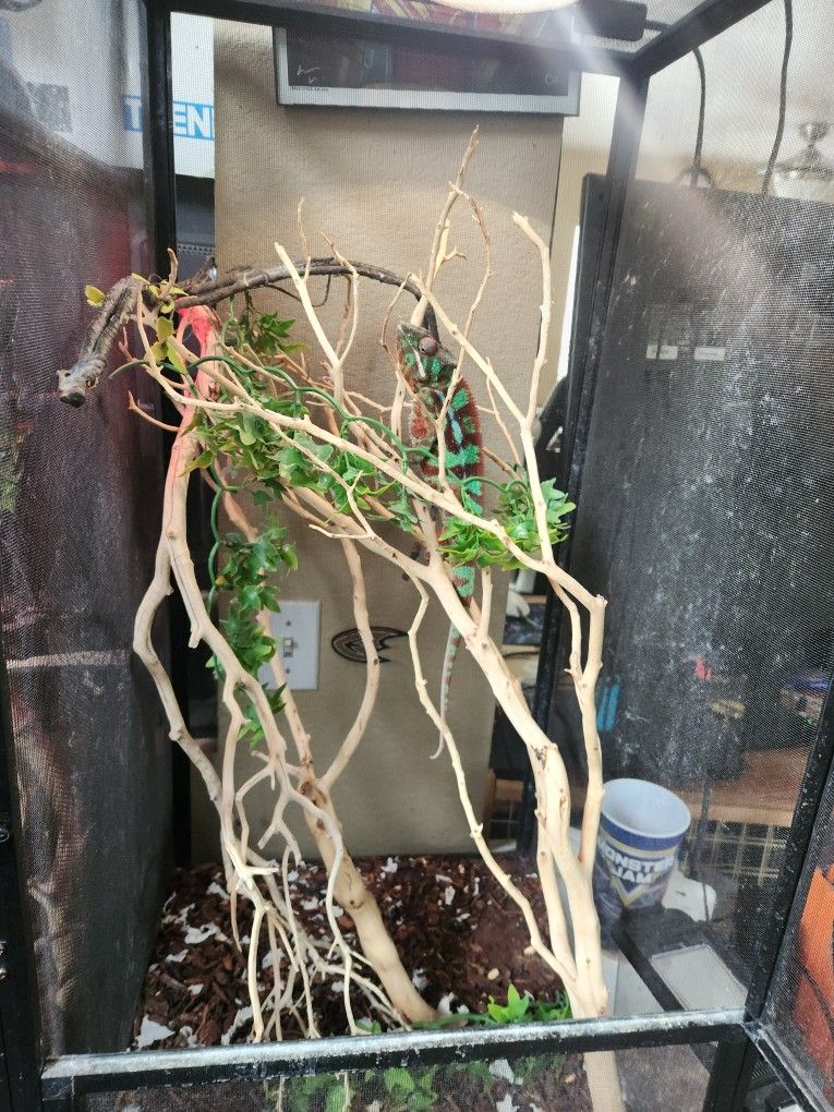Chameleon Enclosure