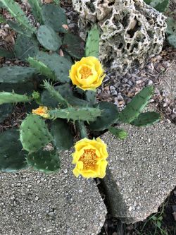 4 Prickly Pear Pads