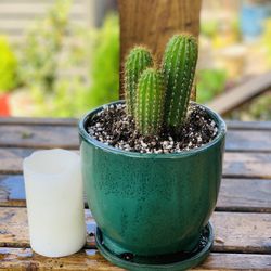Live indoor cactus 🌵 plant in a ceramic planter pot with base attached—firm price