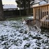 HuskyHaus