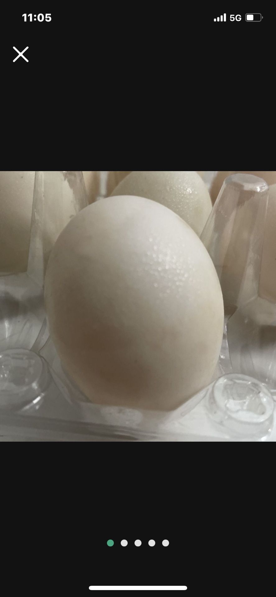 Duck Eggs