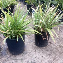 Plants