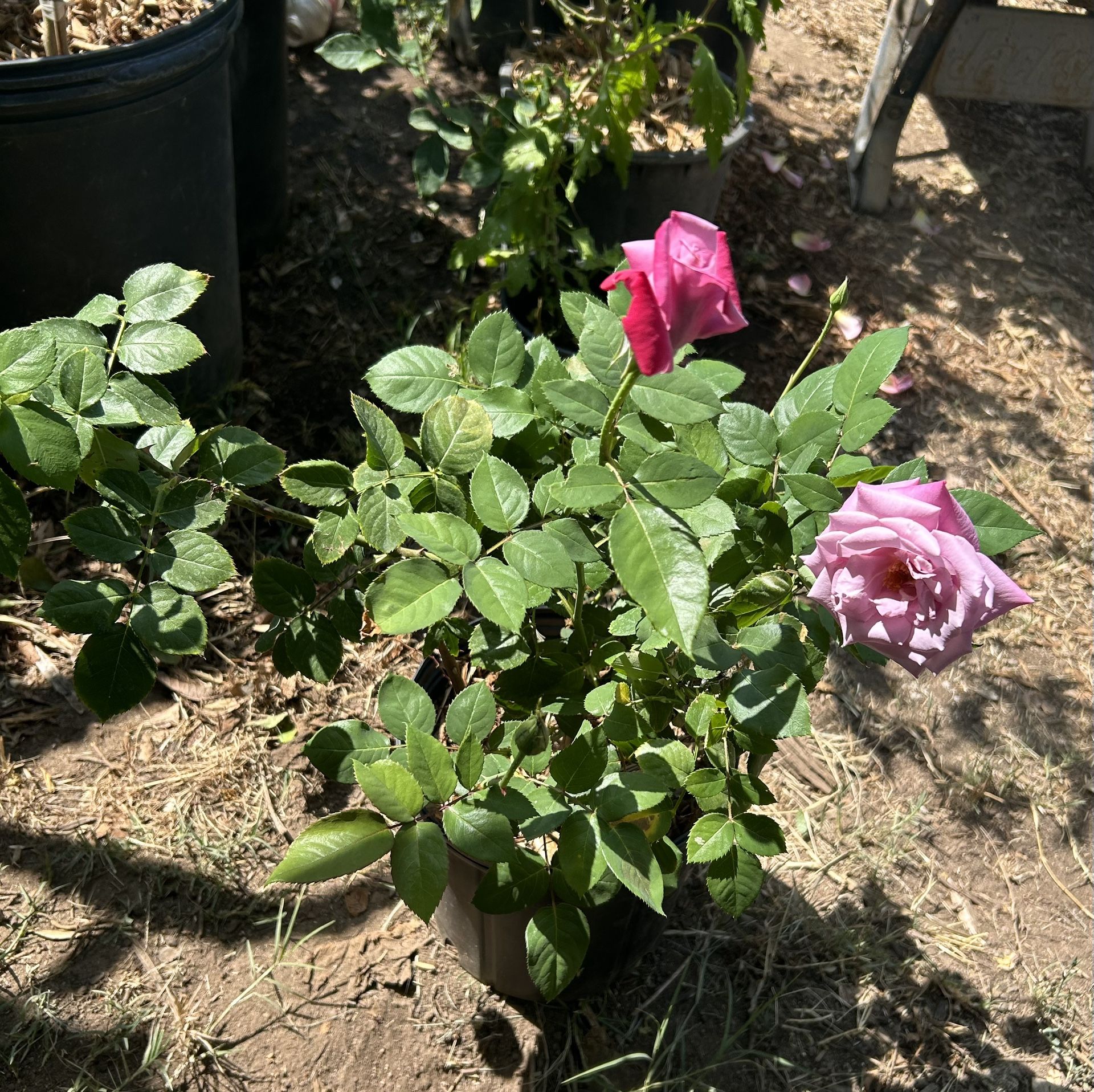 Roses Plants