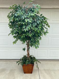 Indoor Tree/Office Tree
