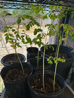 Moringa / malungay trees