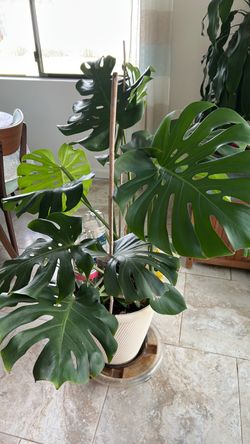 Very large Monstera plant