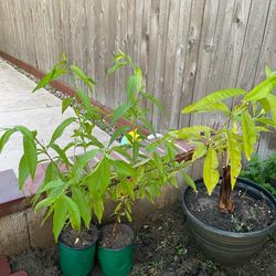 Peach Tree