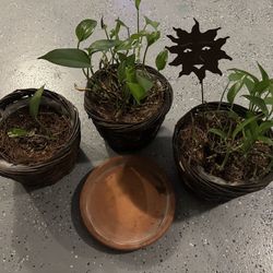 Indoor Houseplants with Decorative Wicker Baskets