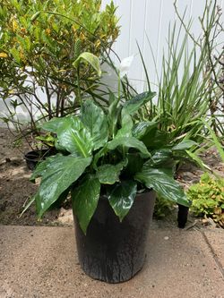 Peace Lily Plant