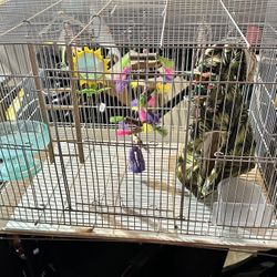 Bird Cage