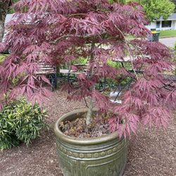 Japanese Maple Tree + Pot