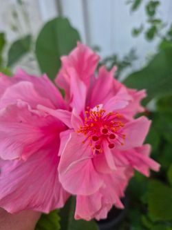 Hibiscus 🌺