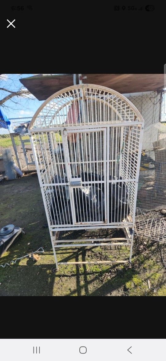 Bird Cage 