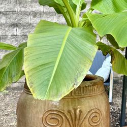 Gorgeous pair of oversized ceramic planters 