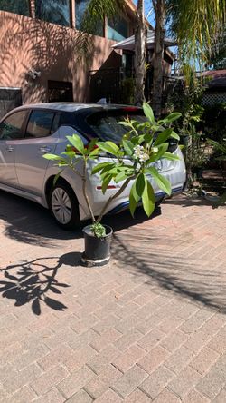 Beautiful plant 🪴
