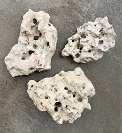 Aquarium Texas Holey Rock