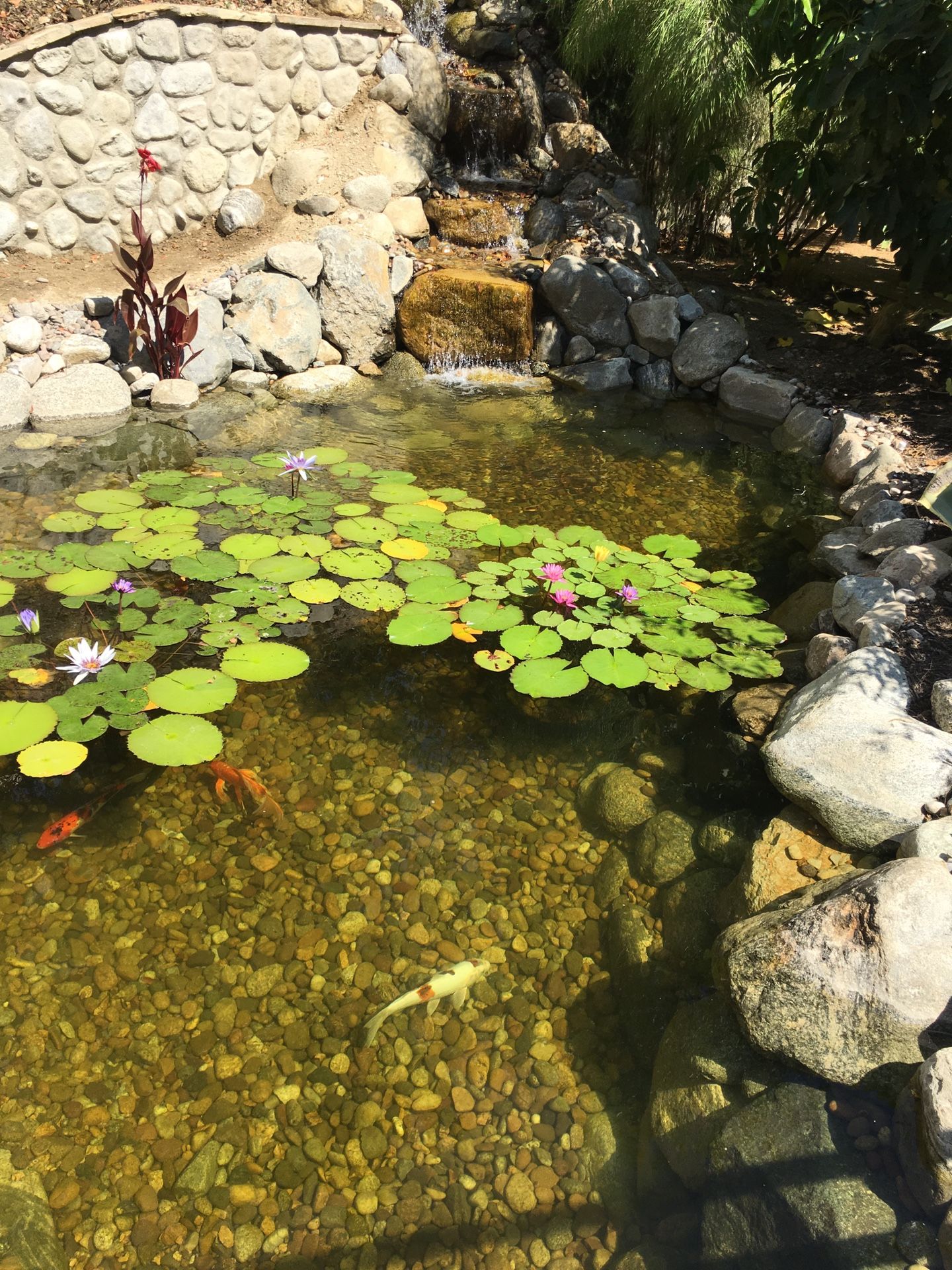 Pond,Pondless And Fountain Kits.