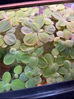 Aquarium Plants - Dwarf Water Lettuce