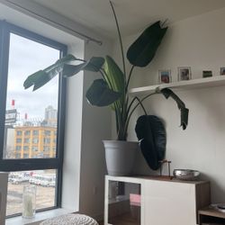 Bird Of paradise Plant 