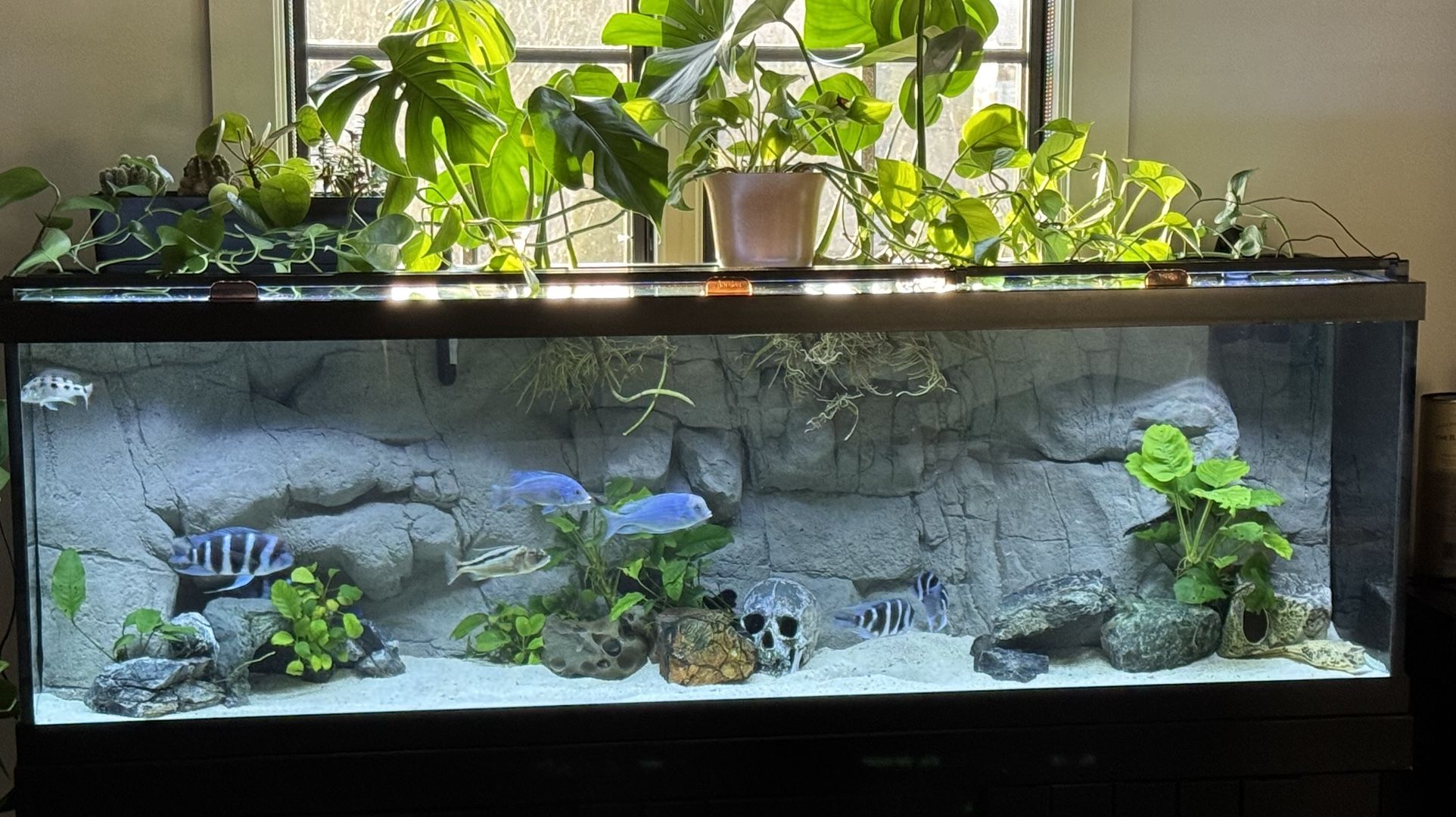 Stunning 3D Background For 125 Gallon Aquarium