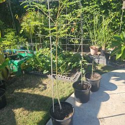 Organic Moringa (Malungay) Tree- 4 Ft (Pot 10 Inch incl.)