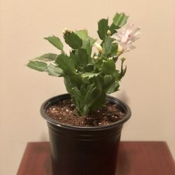 Baby Pink Colored Christmas Cactus