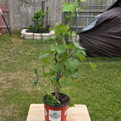 Victoria Red Grapes 1 Ft Tall