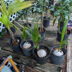 Coconut palm Trees $10 Each