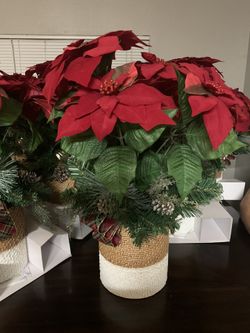 poinsettia