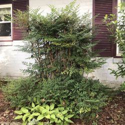 2 Nandina  domestica 