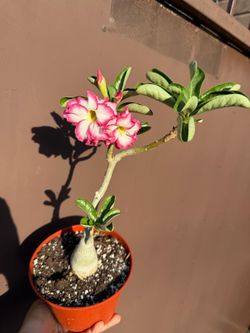 6” desert rose