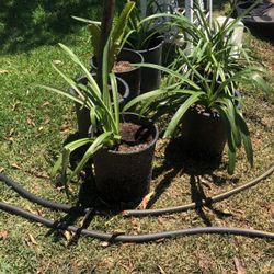 Plants For Sale