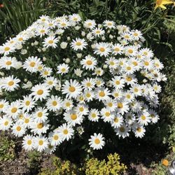 Tall Shata Daisy Perennial Plants
