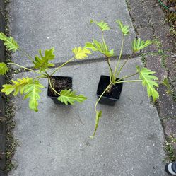 Philodendron Plants (read Description Below)