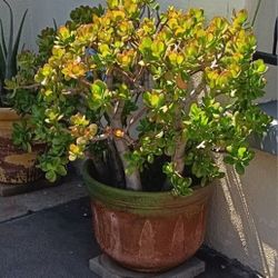 Jade plant ,Crassula ovat,succulent house plant