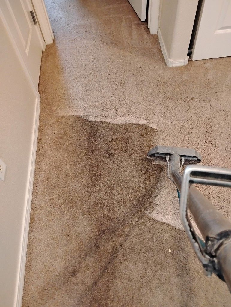 Carpet Cleaner 