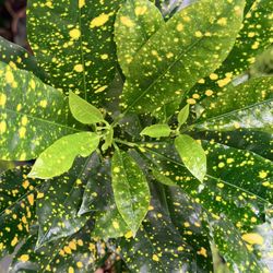 4” Croton Gold Dust $17.99💚💛💚