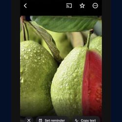 Thai Pink Guava Fully Grown Plant 1 Gallon