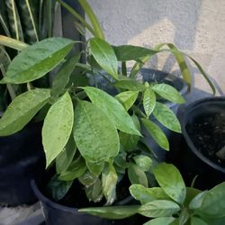 Maceta De Aguacate Mexicano