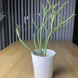 Firestick Succulent 