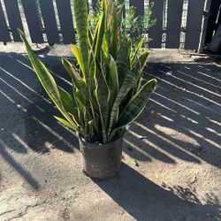 Lengua De Tigre Plant